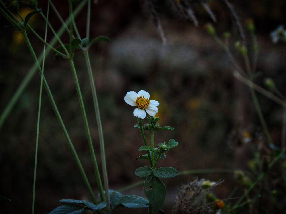 Photograph by Trong Hoang