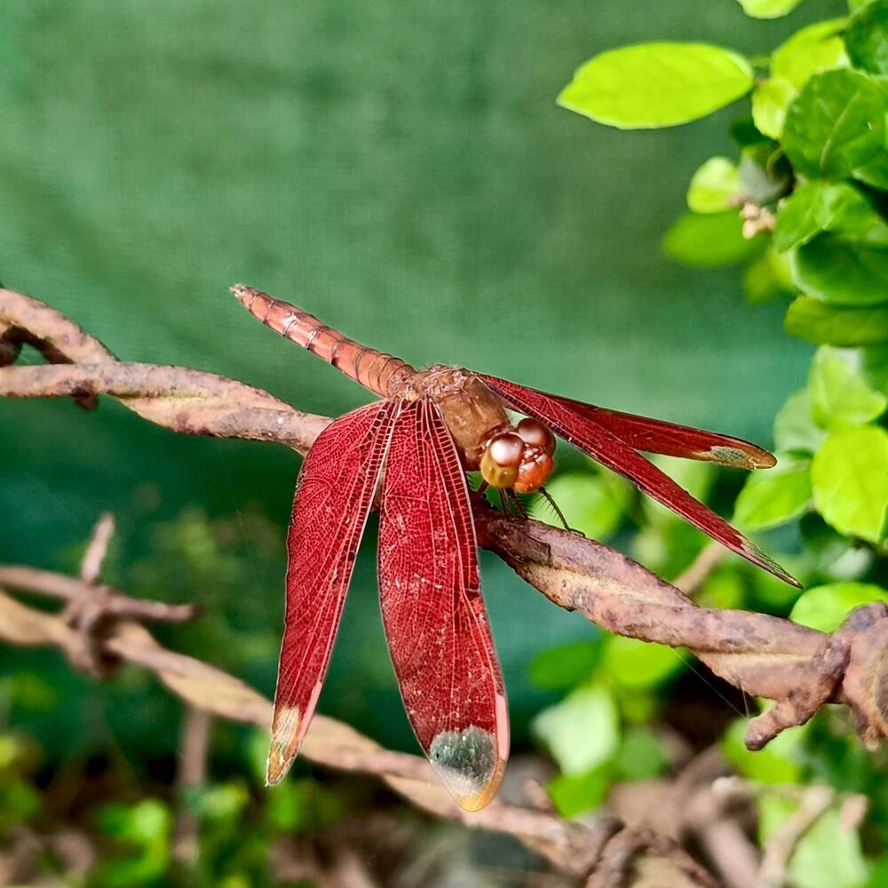 Photograph by Tina Gogoi