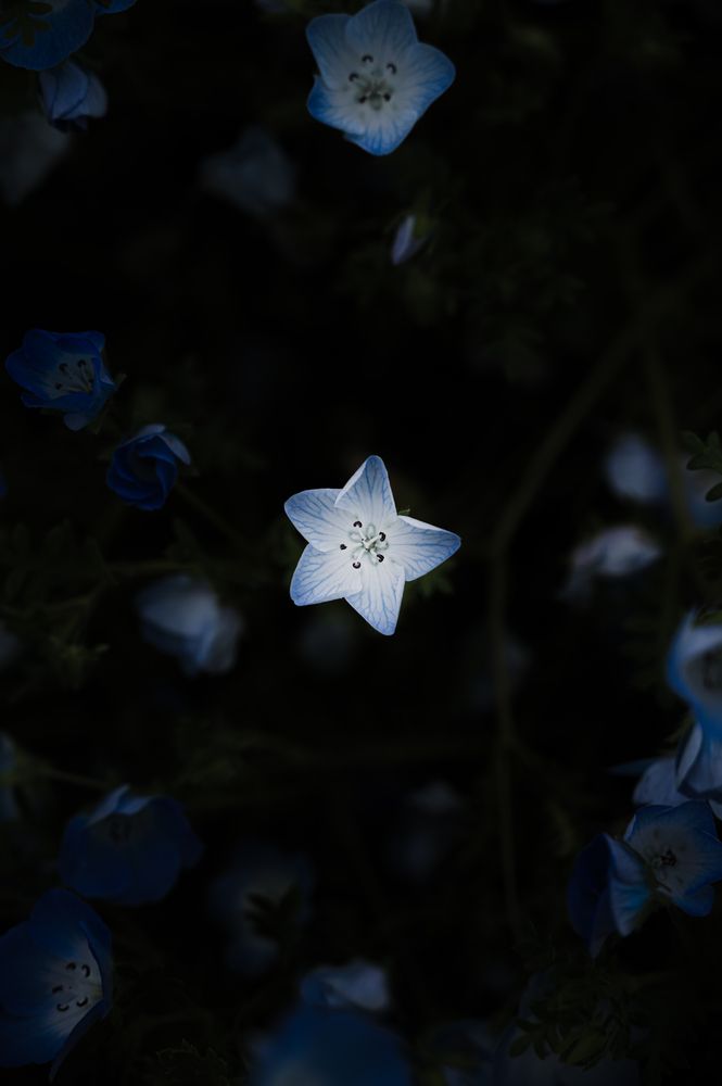 Photograph by KOSHI MASAKI