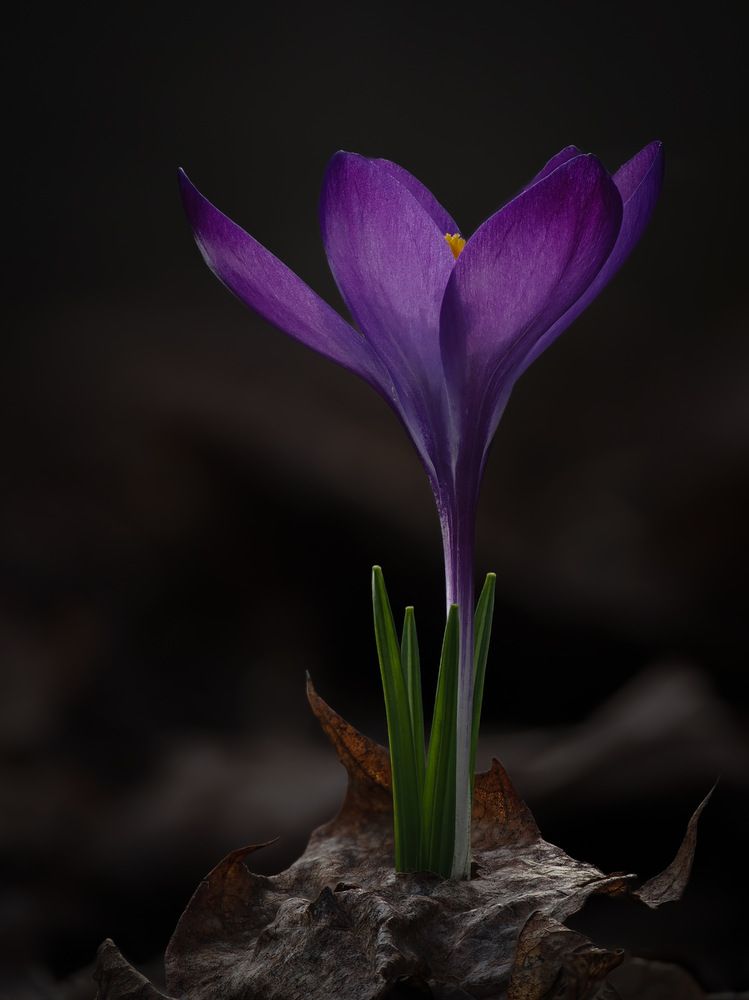 Фотография автора what.fred.saw
