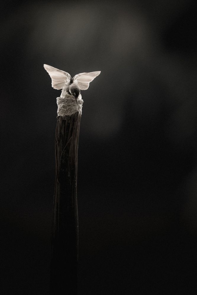 Photograph by DUNG NGUYEN TRUNG