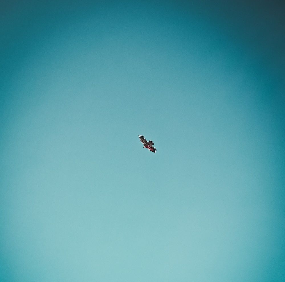 A lone bird