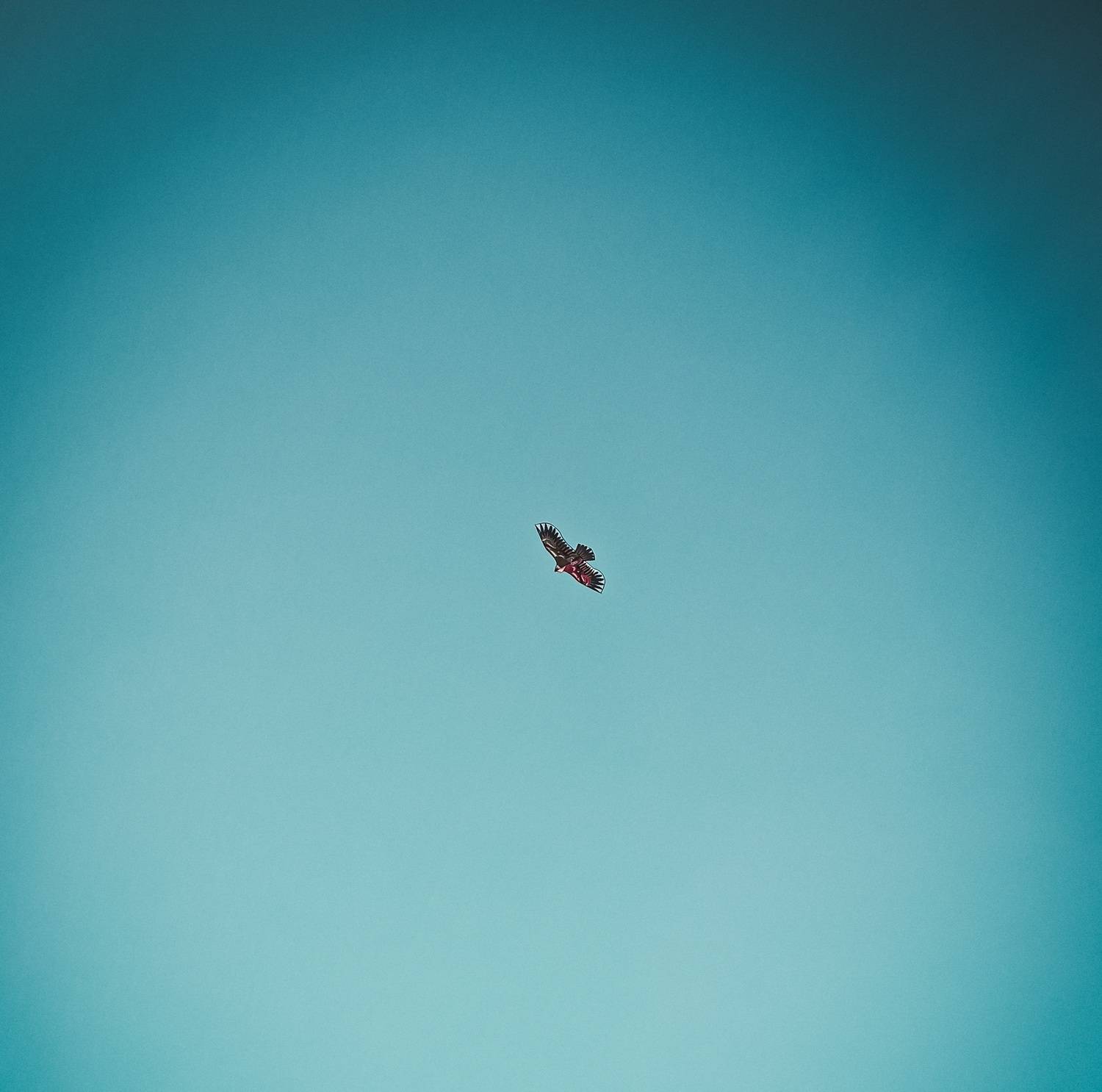 A lone bird