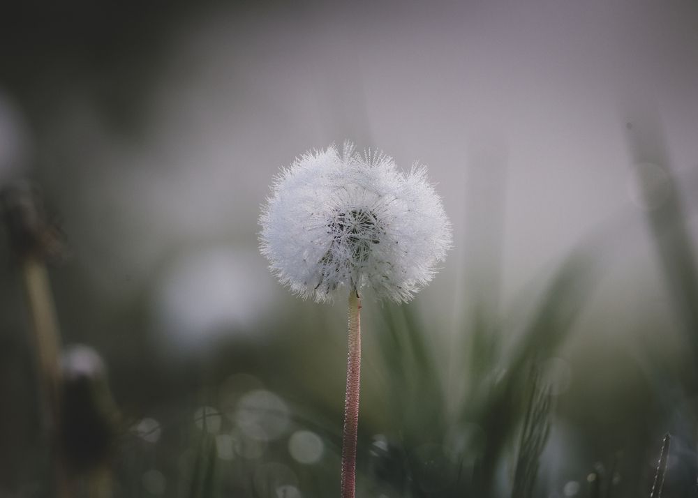 Photograph by Анастасия Алтабаева