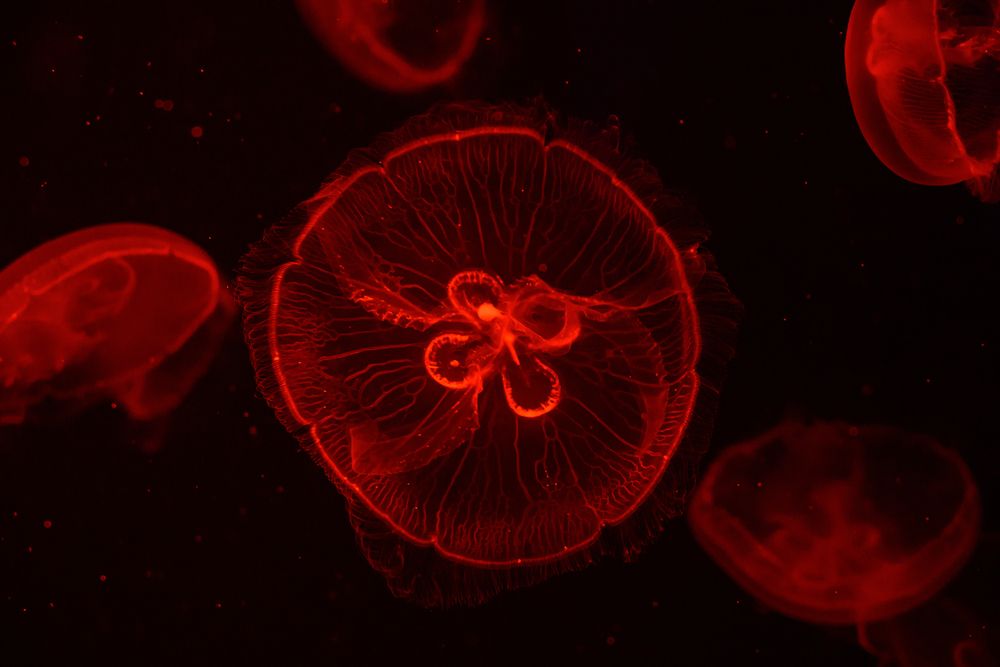Photograph by Алексей Бузуев