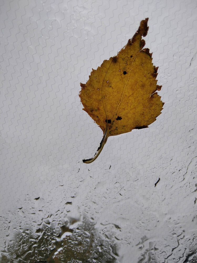 Photograph by Игорь Пшеничников