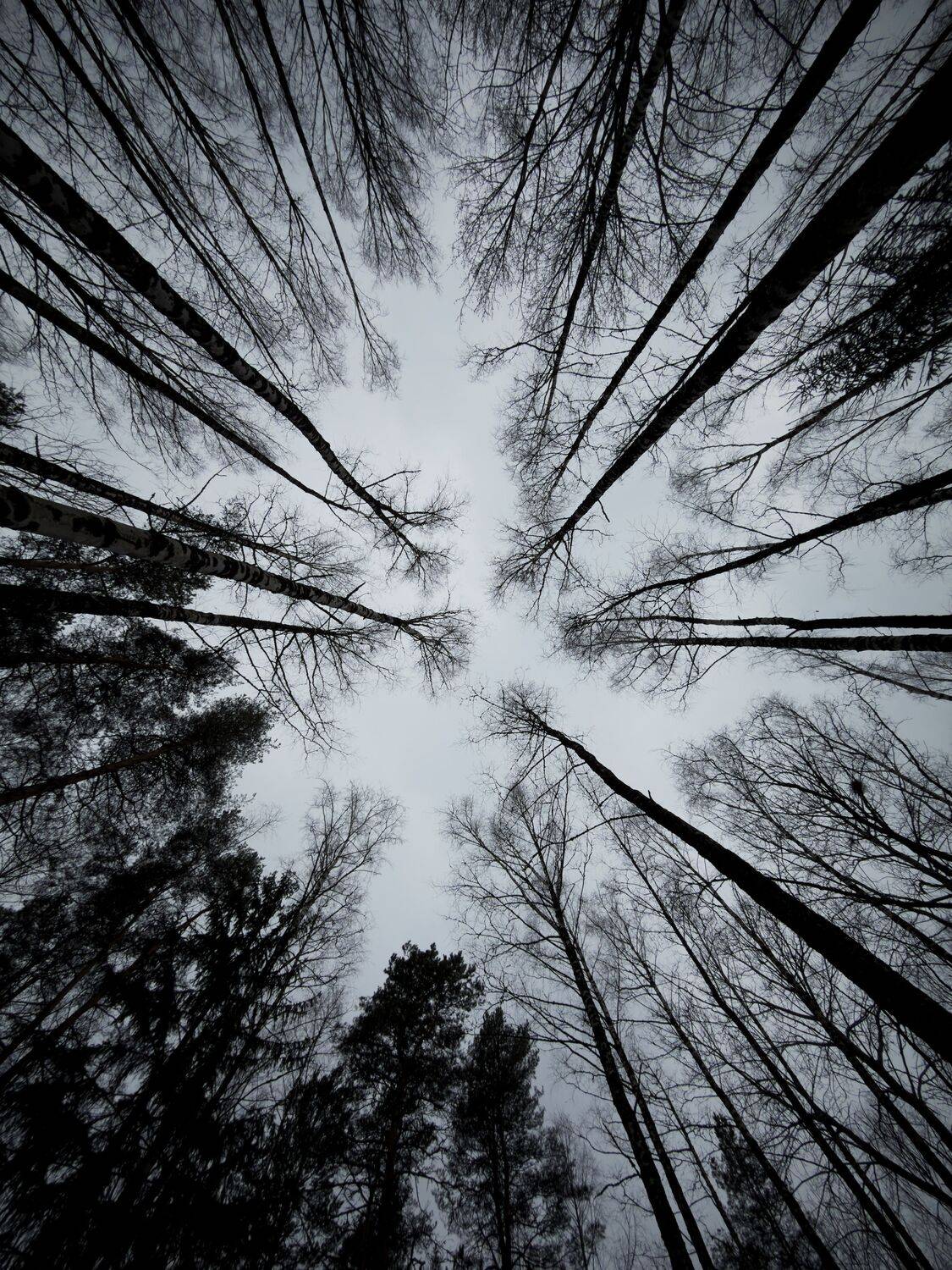 Majestic Evergreen Pines Stretch Towards Gloomy Winter Sky Silently