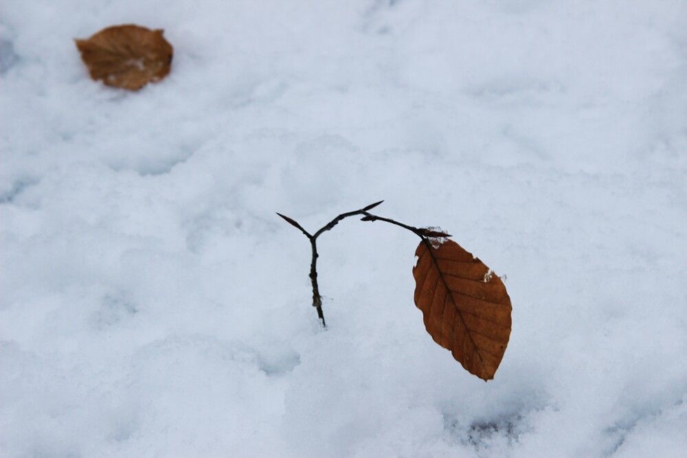 Photo #13651365