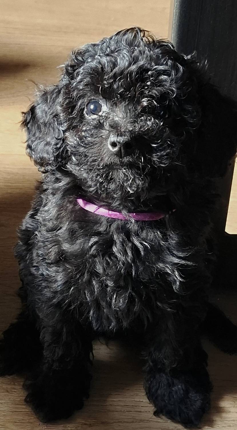 Curly Eyes