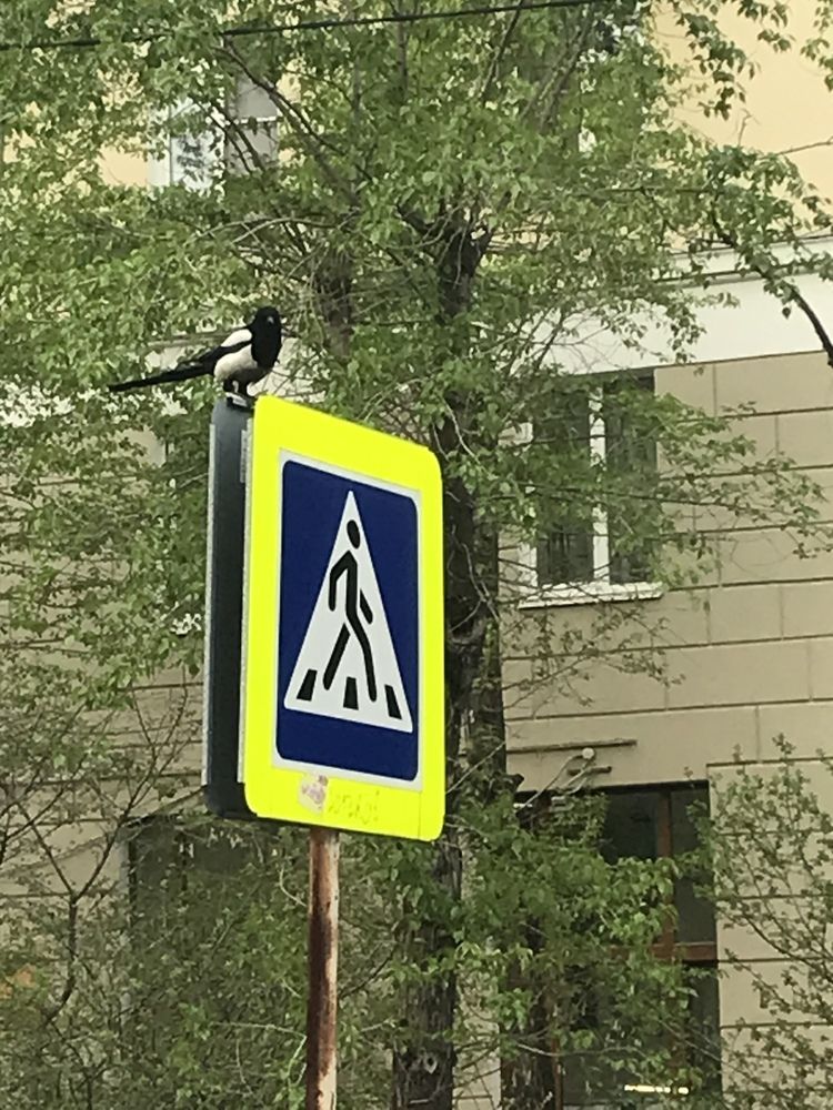 Регулировщик…