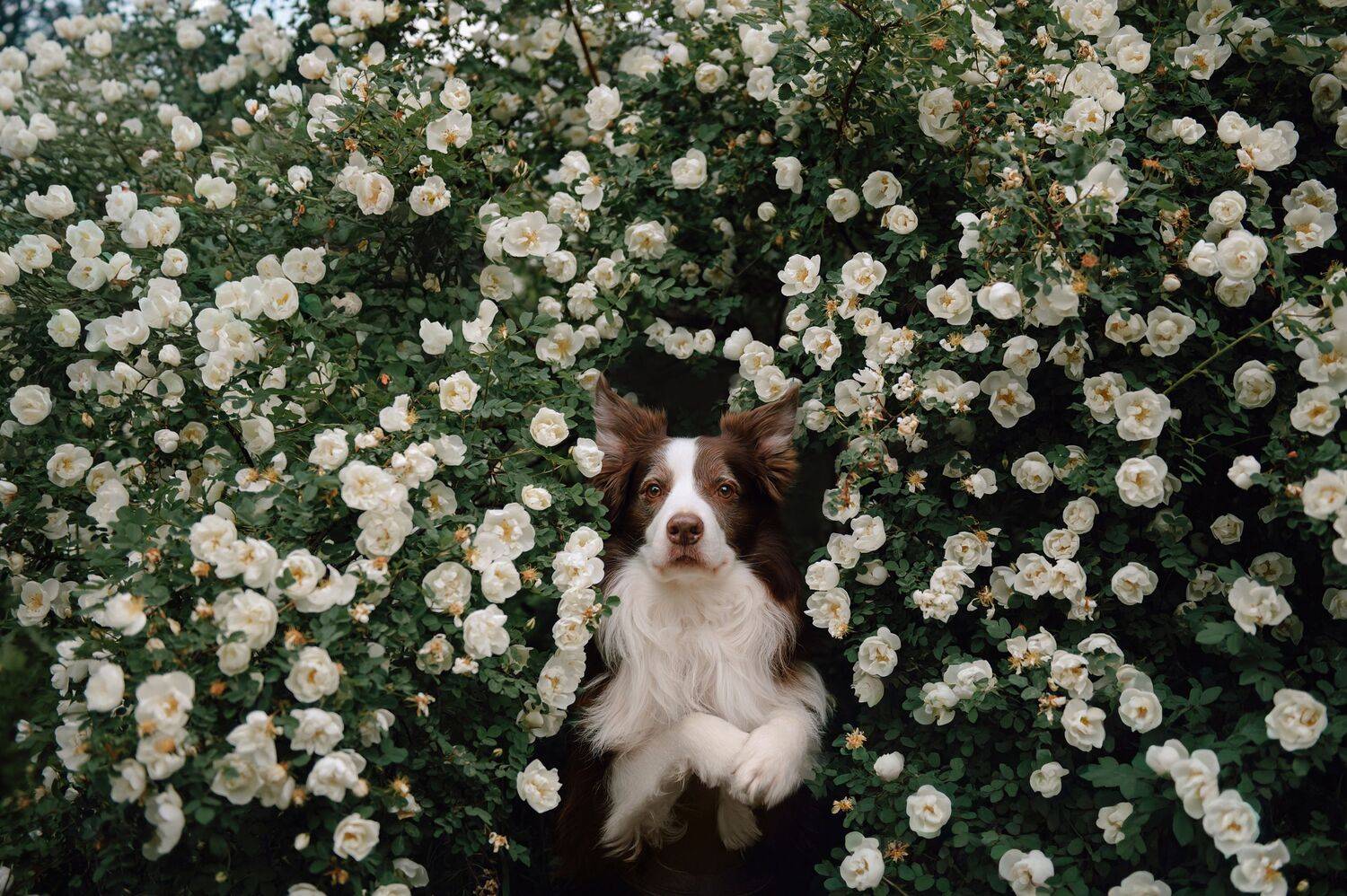 My Vic is in roses