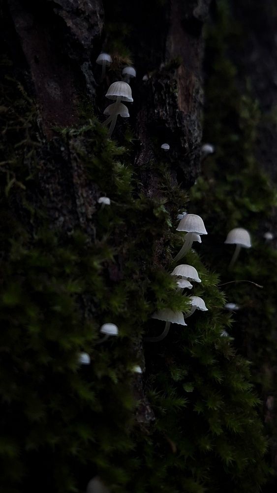 Photo #13652159