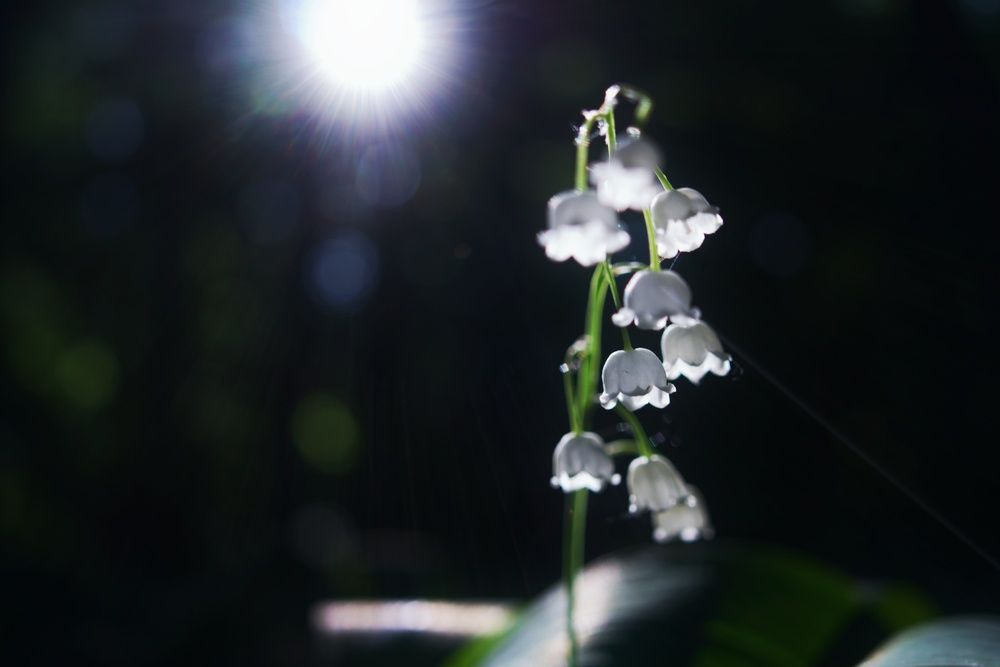 Photograph by Marina Mossiy