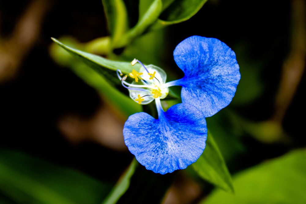 The discreet brilliance of nature