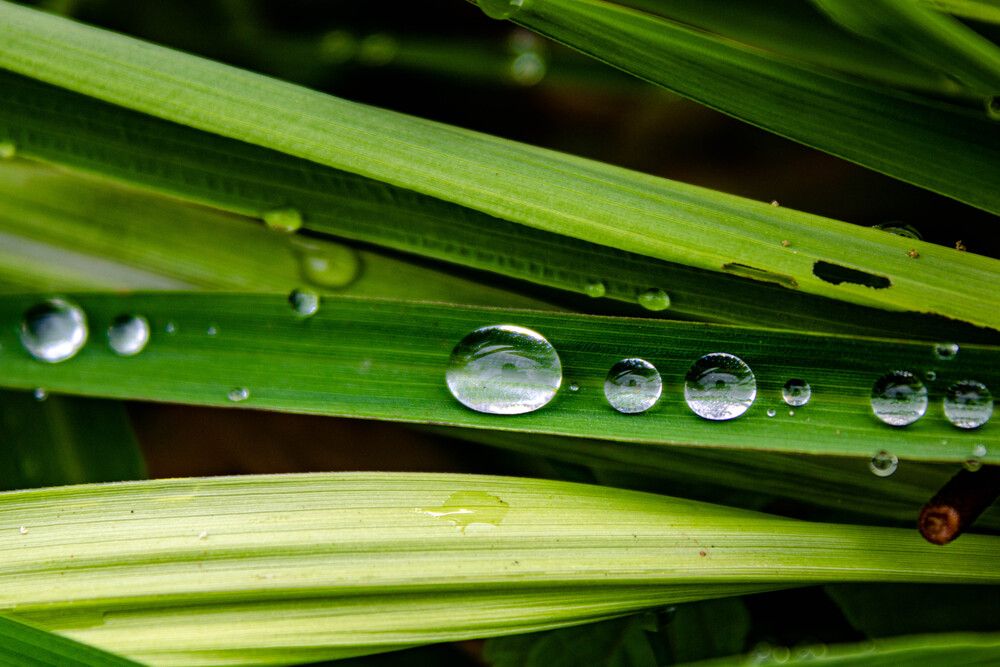Pearls of dew
