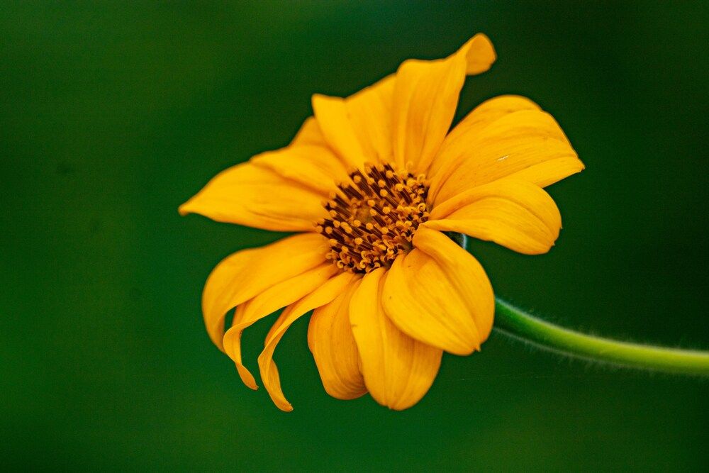 Beauty in Simplicity