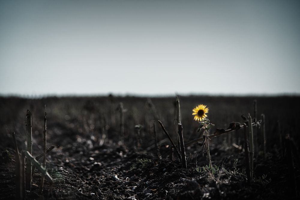 Photograph by Dizel