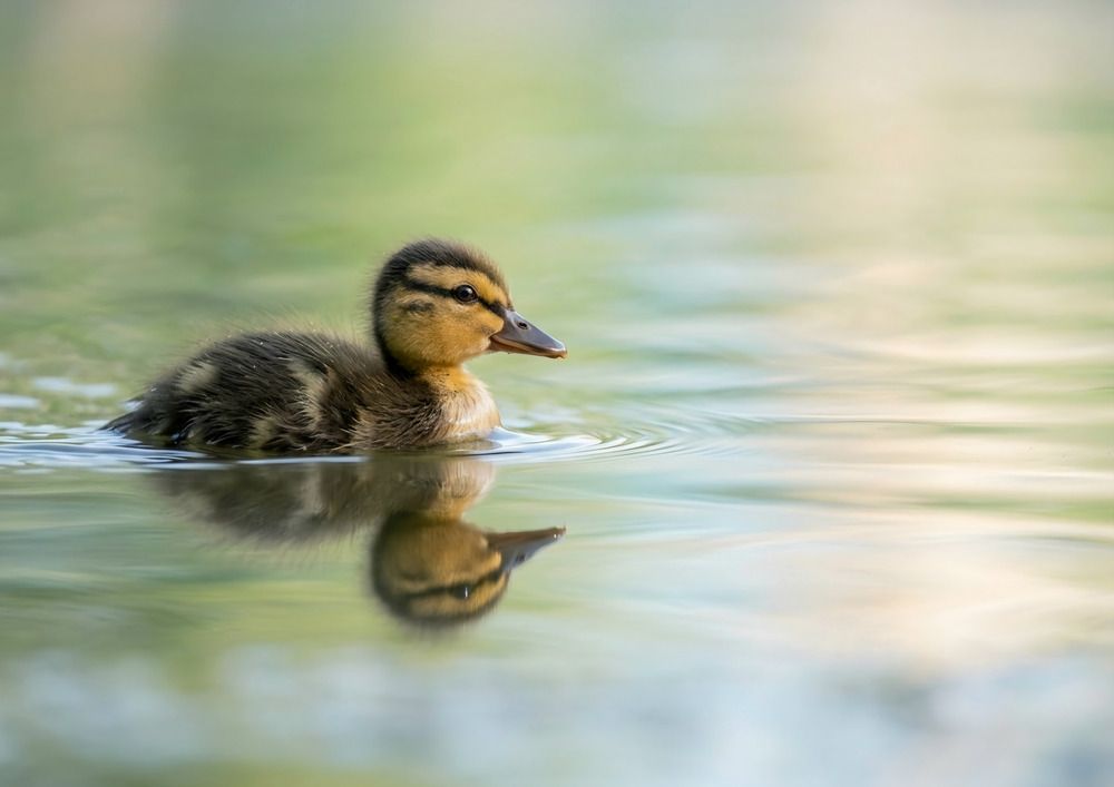 Photograph by Елена Василева