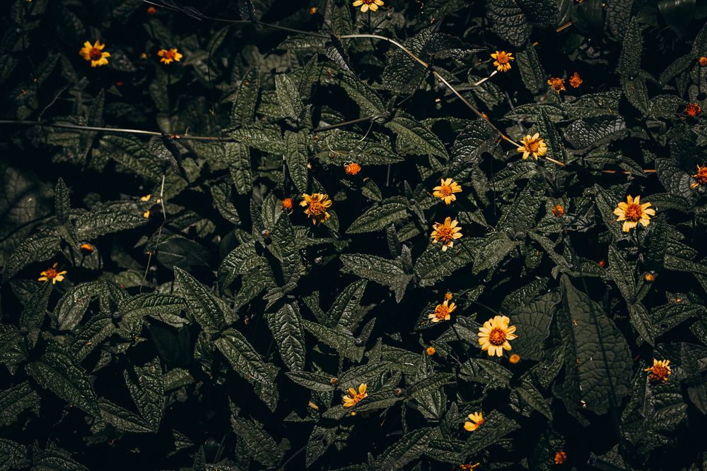 Photograph by Charlemagne Louvensky Wisner