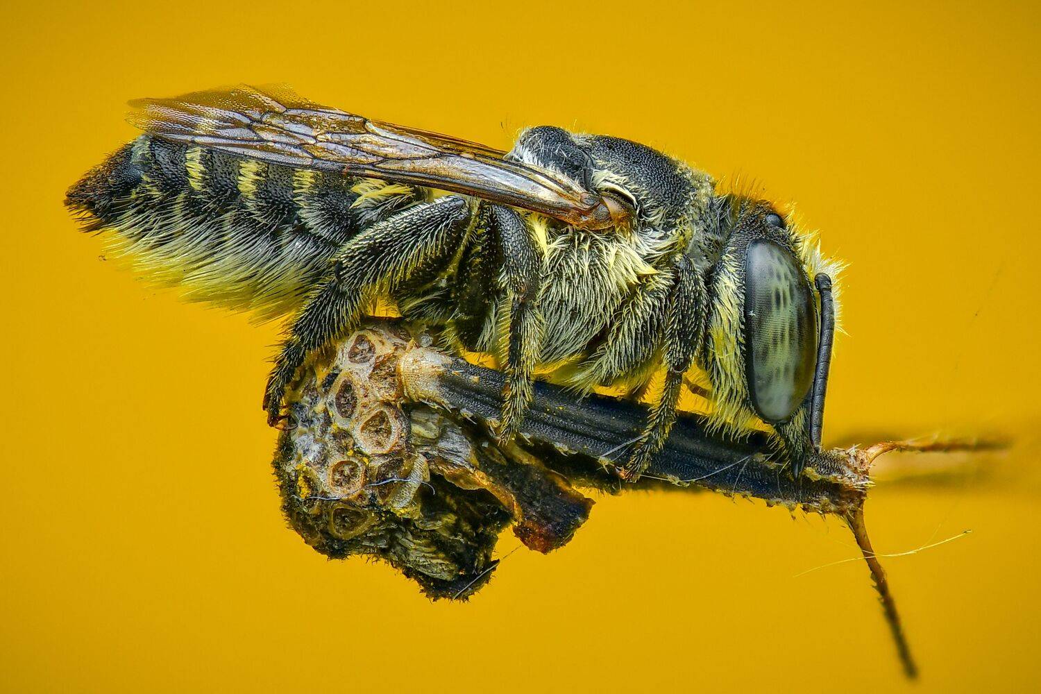 lebah