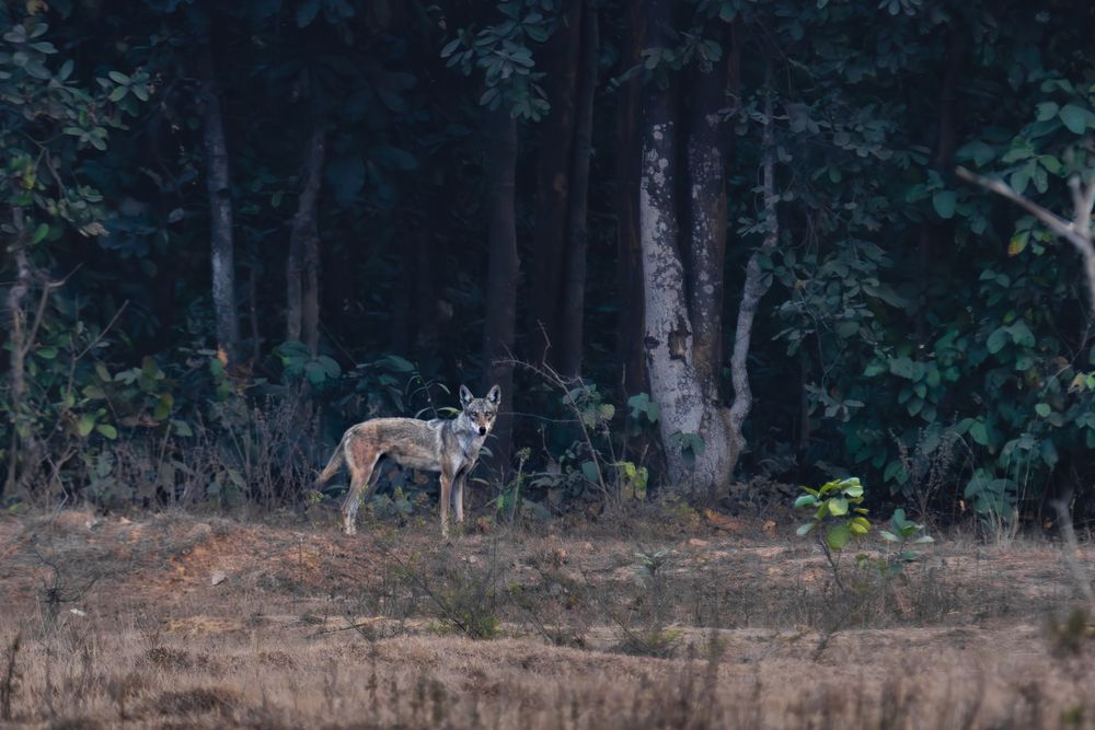 Photograph by Arkachanda Roy