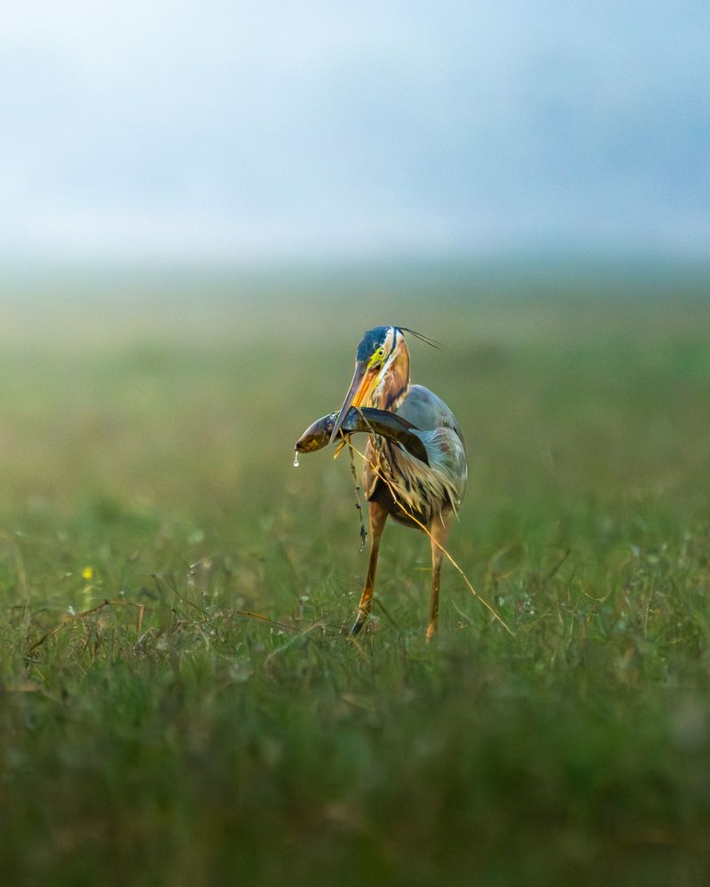 Photograph by Arkachanda Roy