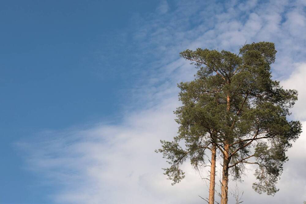 Photograph by Max Komissarov