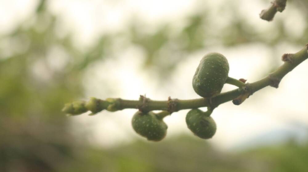 Photograph by Deasy Junita Dhani Hidayana