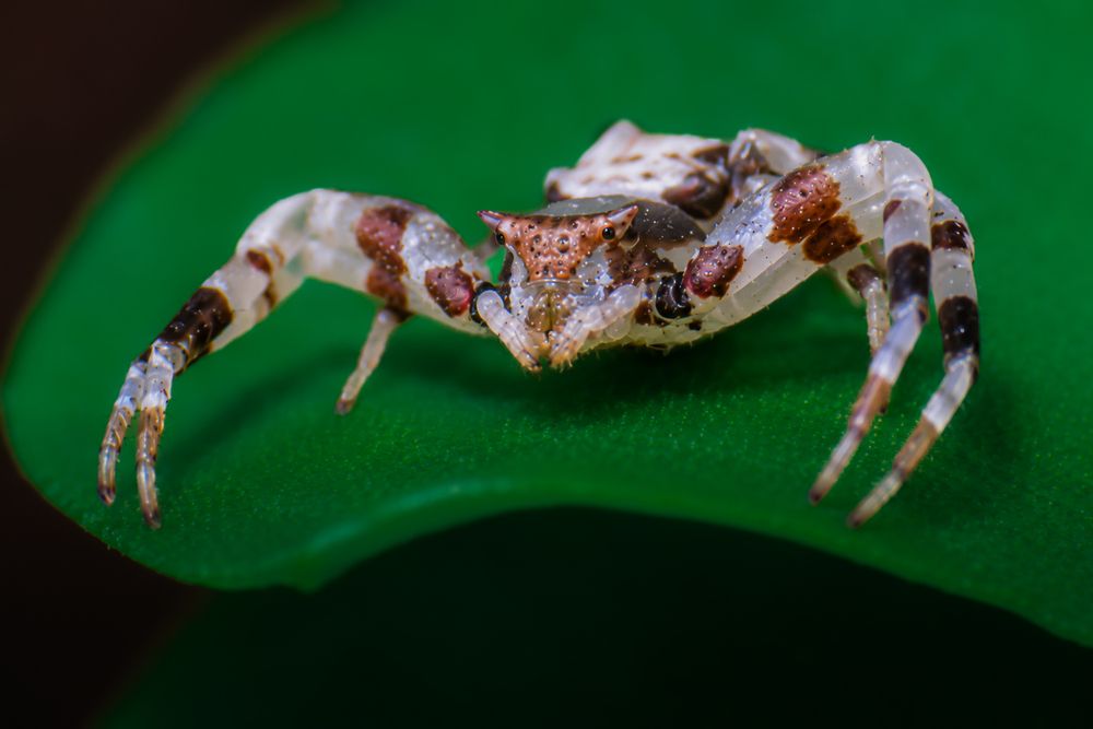 Macro Portrait of a Horned Crab Spider