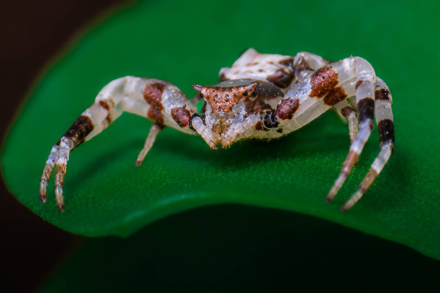 Macro Portrait of a Horned Crab Spider