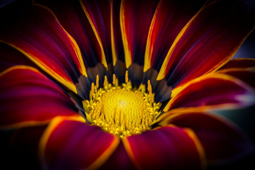 Photograph by David Solodar