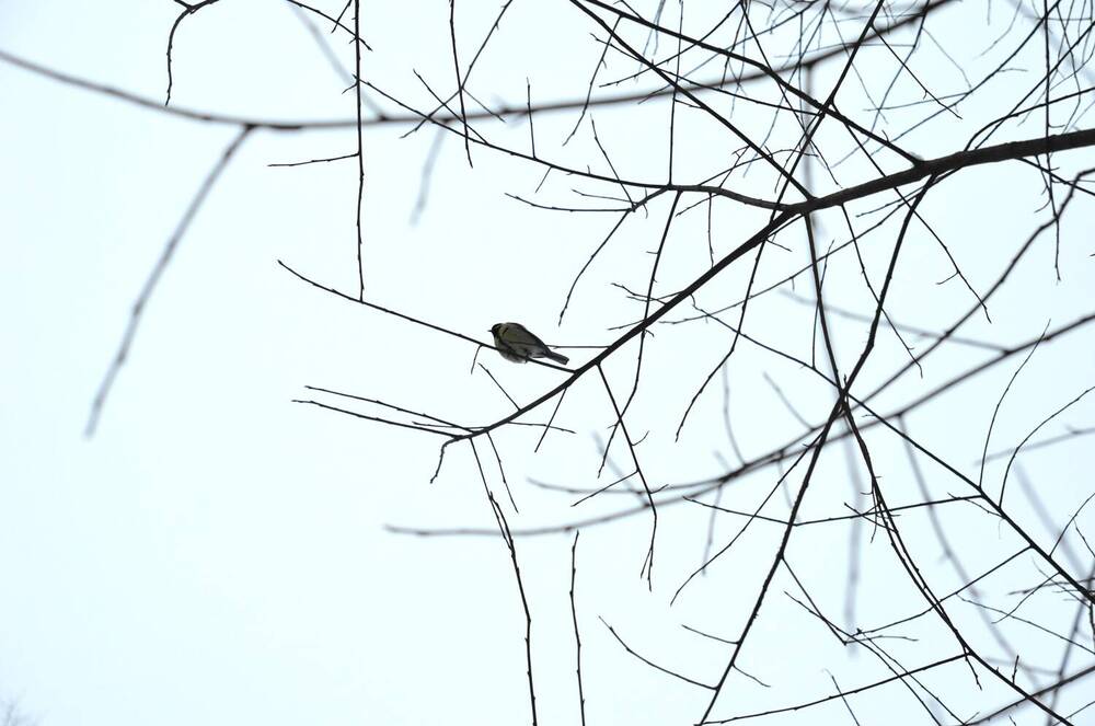 Photograph by Ольга Булавкина