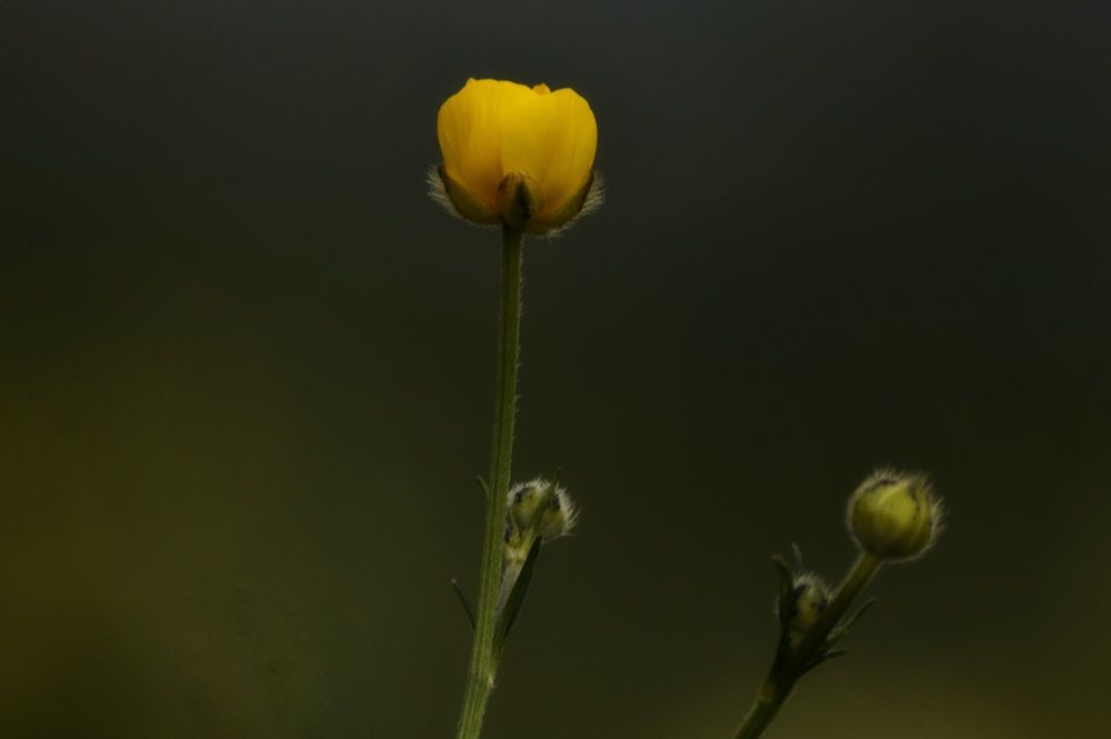 Photograph by Svetlana Timoshenko
