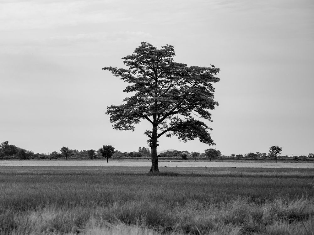 Photograph by Anna Amarova