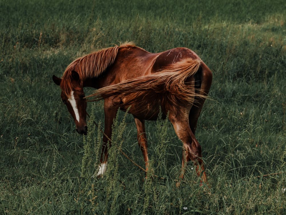 Photograph by Mehrad Mallaei