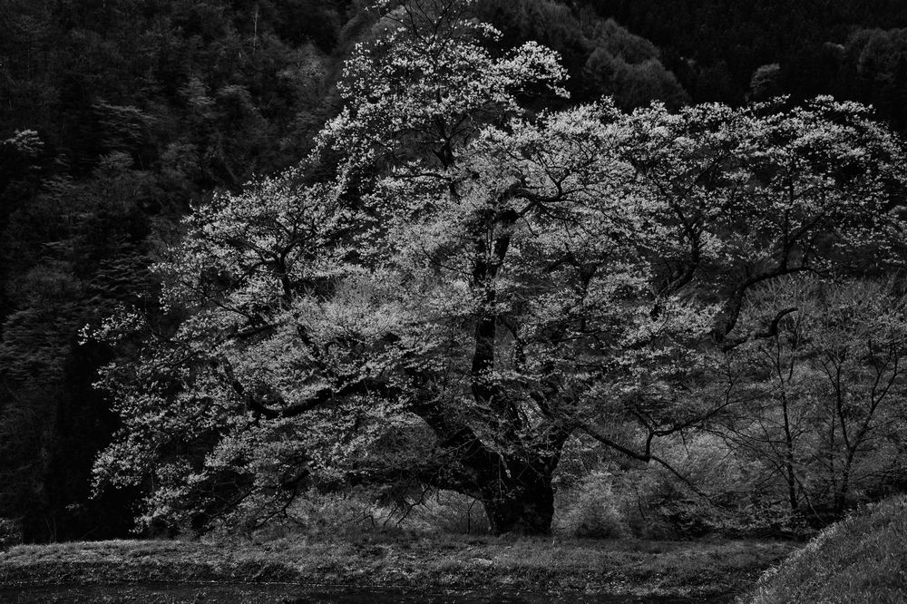 Silent Majesty