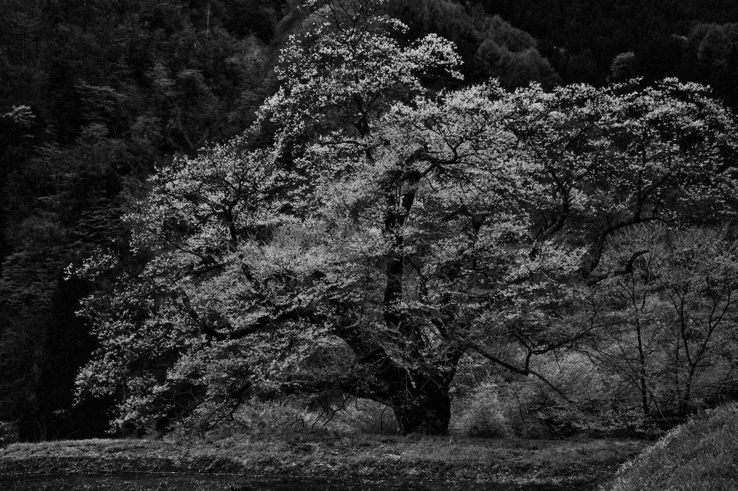 Silent Majesty