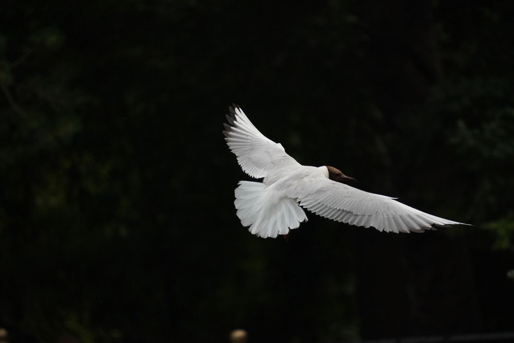 Photograph by Полина Качанова