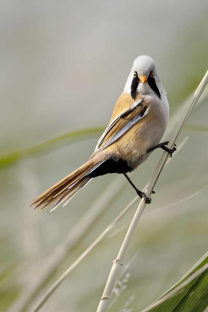 Bearded Reedling