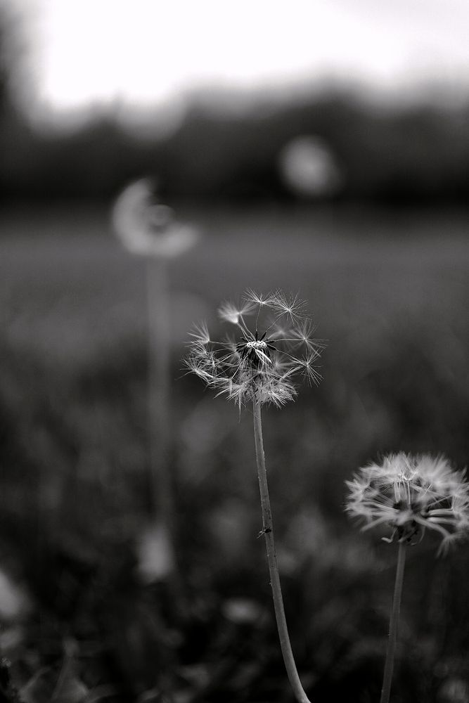 Photo #13654154