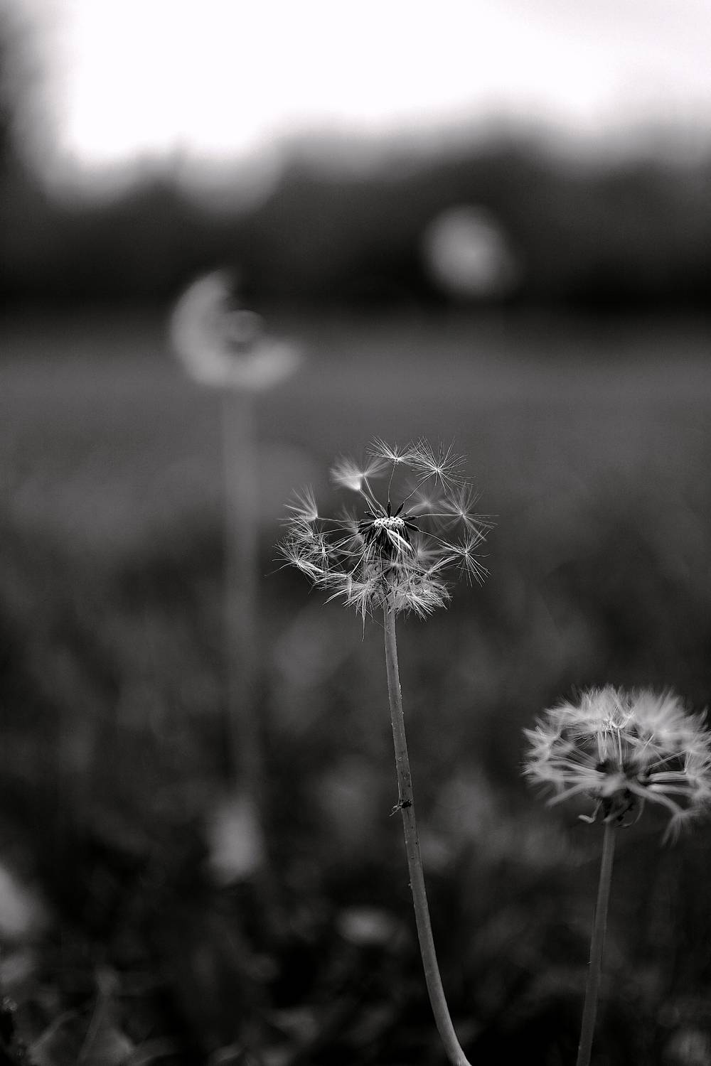 Photo #13654154