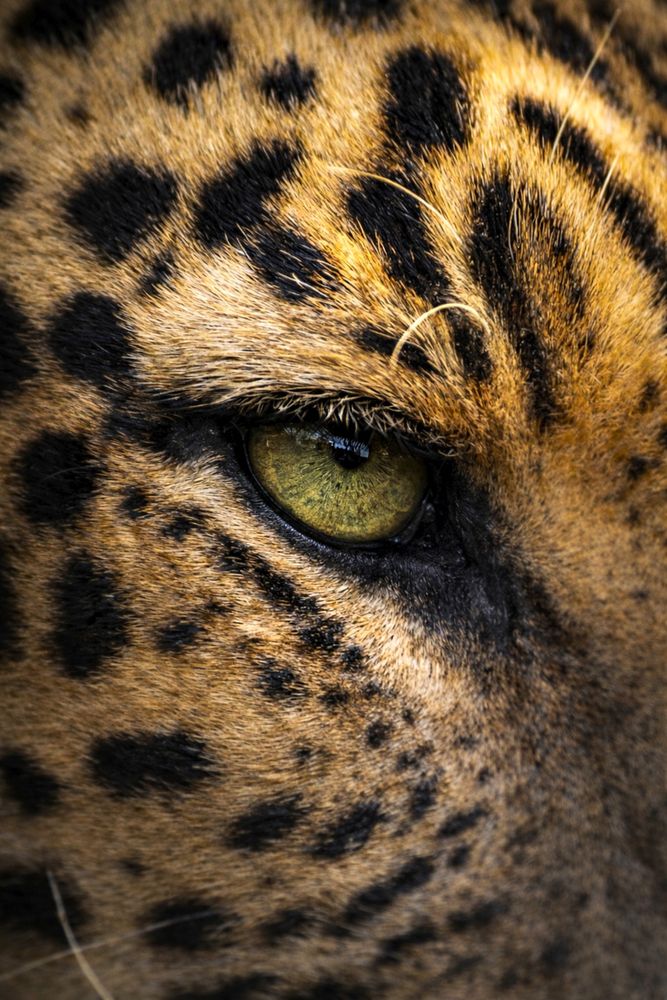 THE HUNT