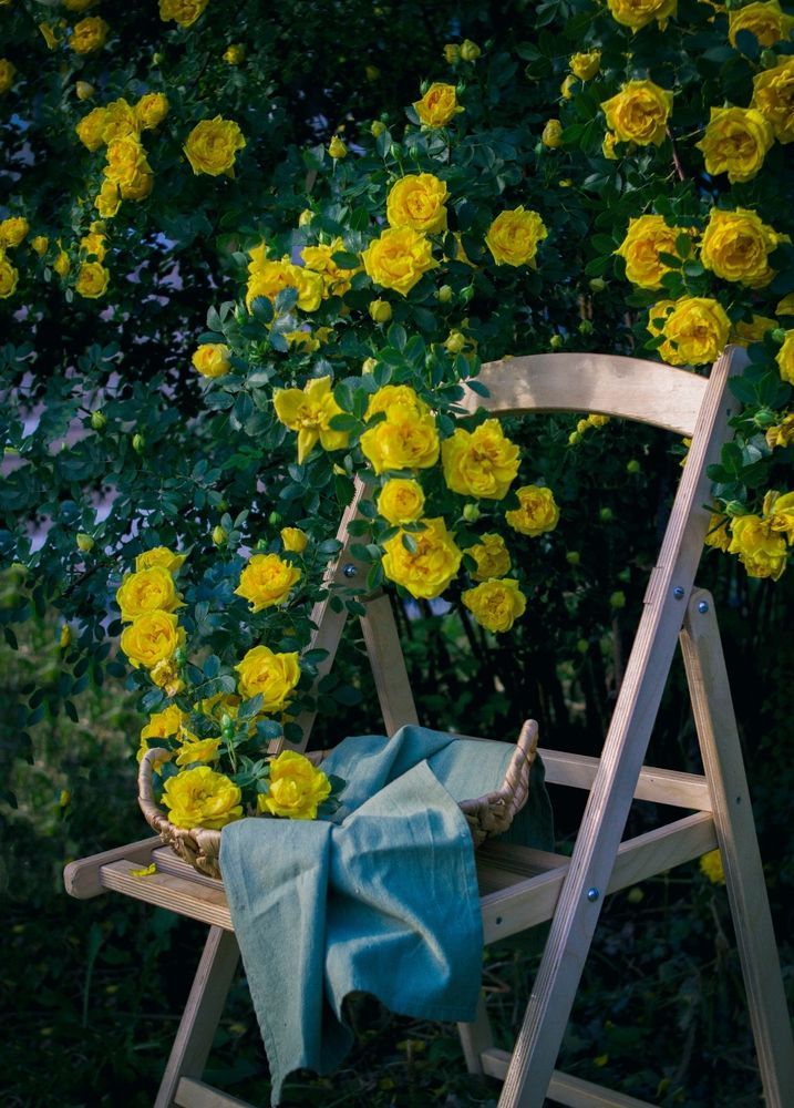 Photograph by Алёна Кибичеева