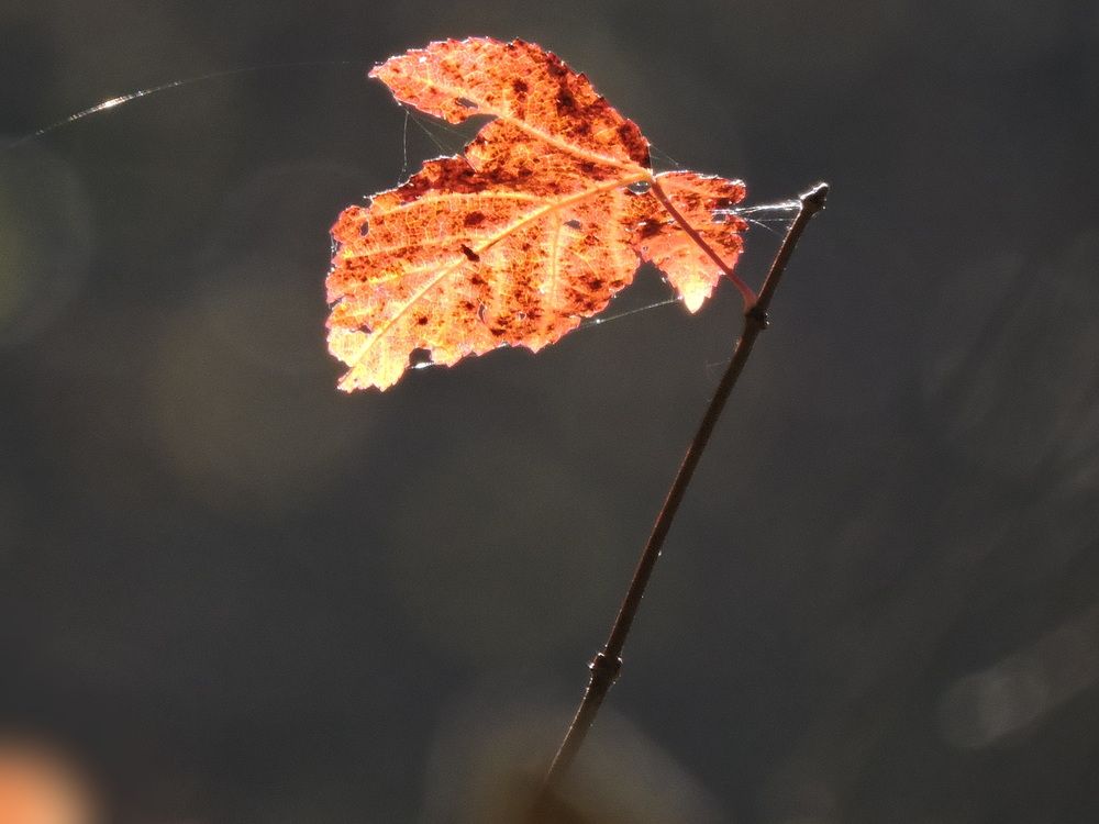 Photograph by Galina Gorshkova
