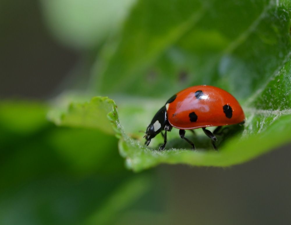 Photograph by Galina Gorshkova