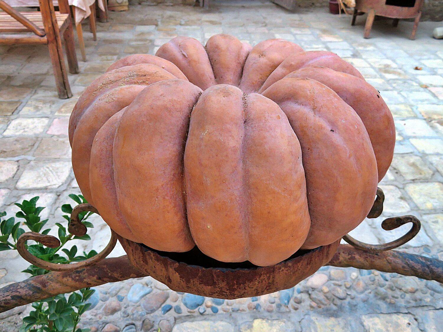 Big pumpkin