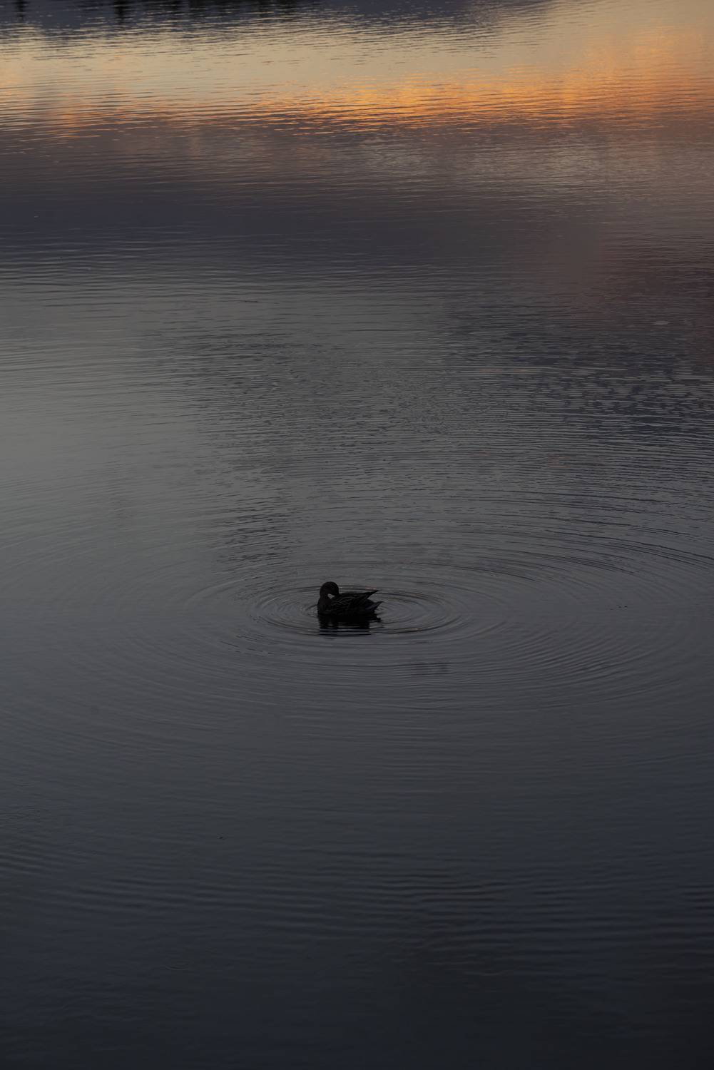 Photo #13654803