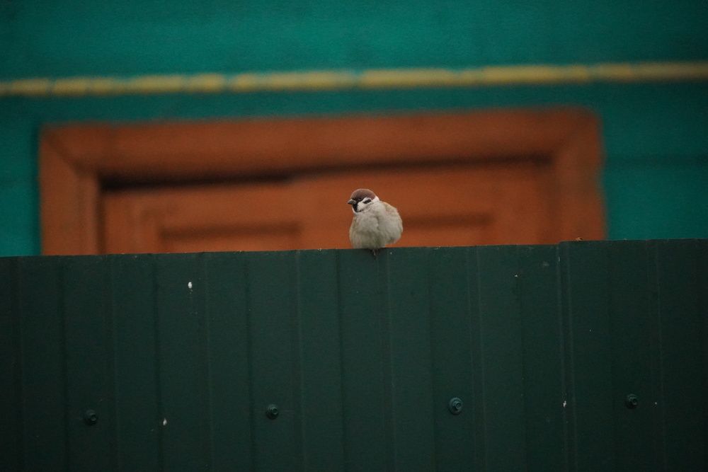 Photograph by Алфия Бугакова