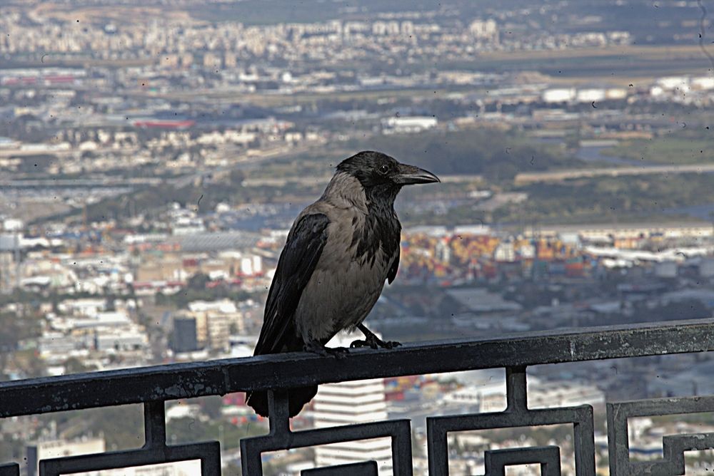 Photograph by Сергей Рапопорт