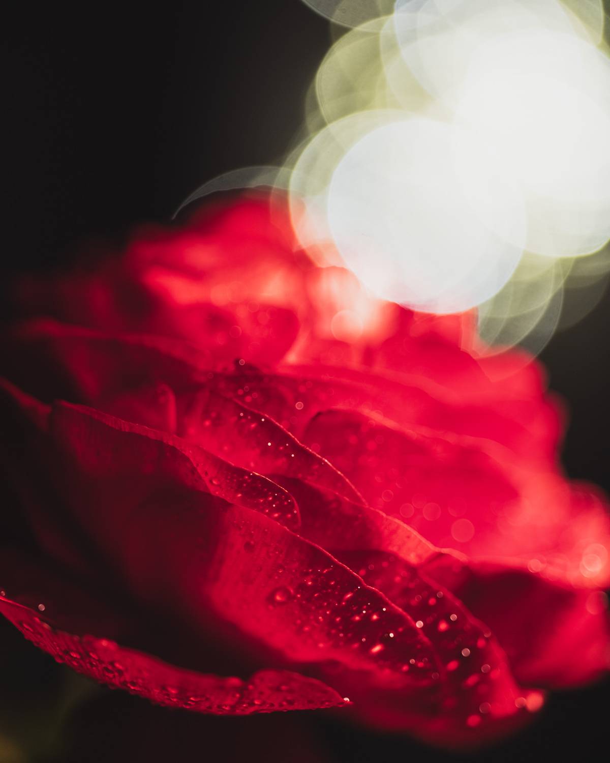Lattice of Crimson